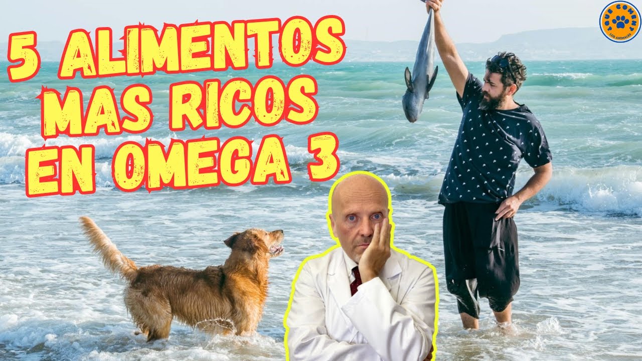 Alimenta a tu perro con comida rica en omega 3