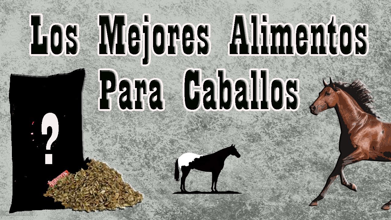 Alimenta a tu perro con la mejor comida de caballo