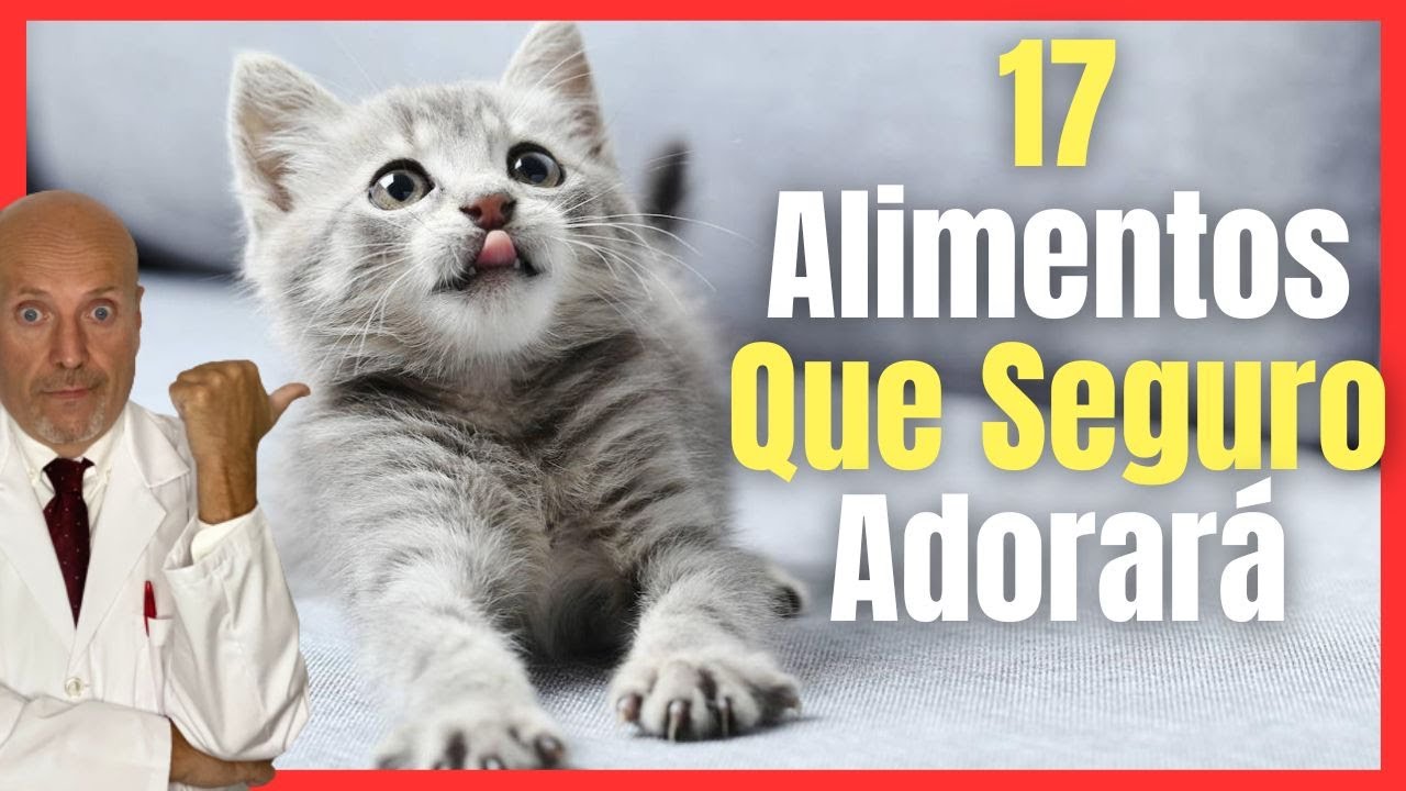 Alimentación adecuada: Cantidad de comida para gatos cachorros