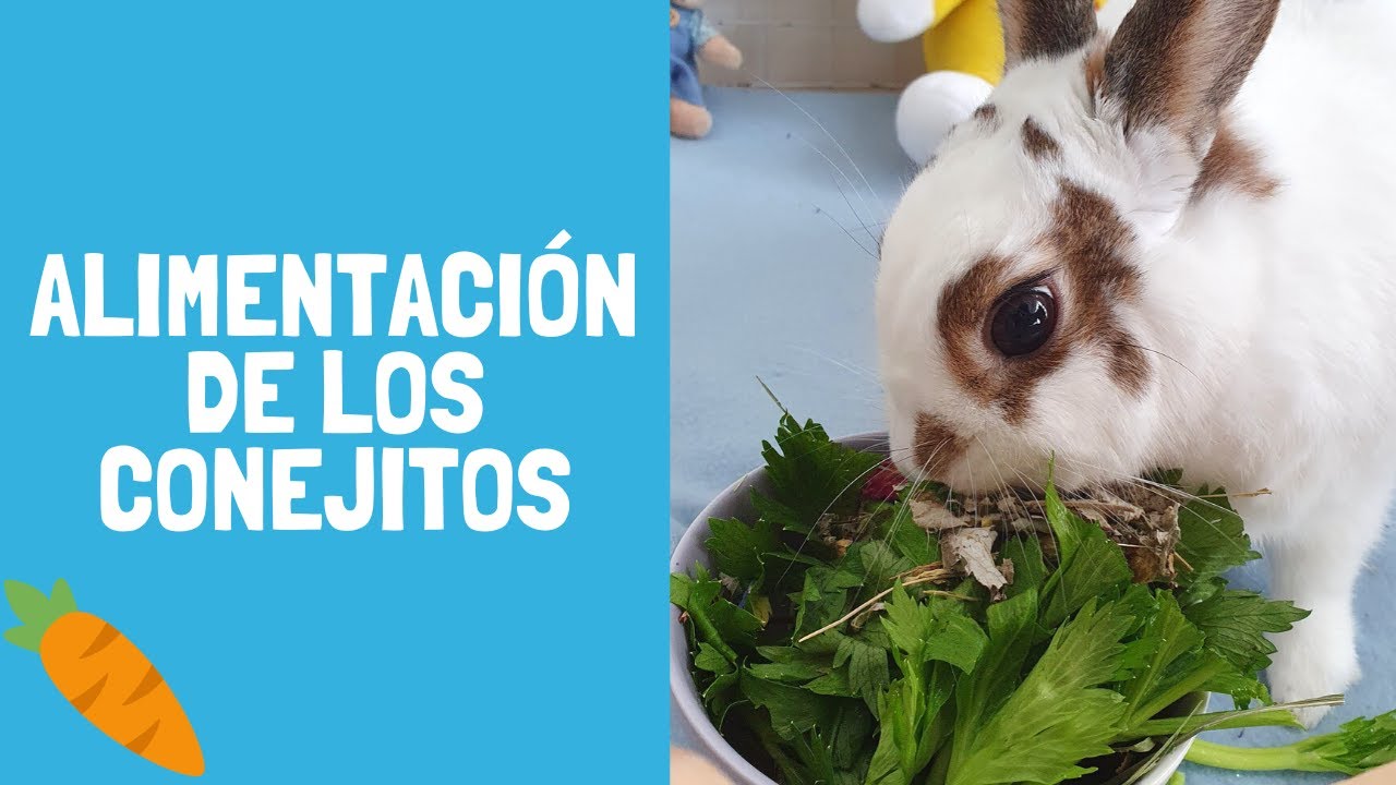 Alimentación adecuada: Comida para conejos enanos bebés