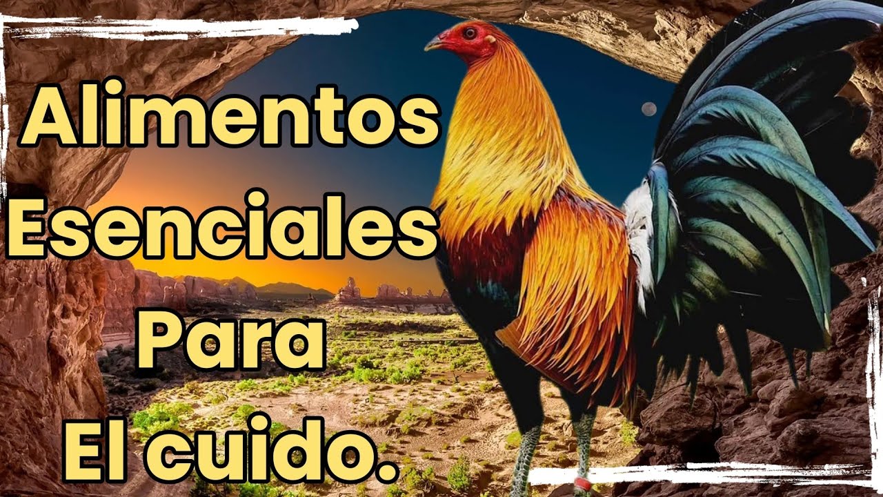 Alimentación adecuada: Comida para gallos en cuido