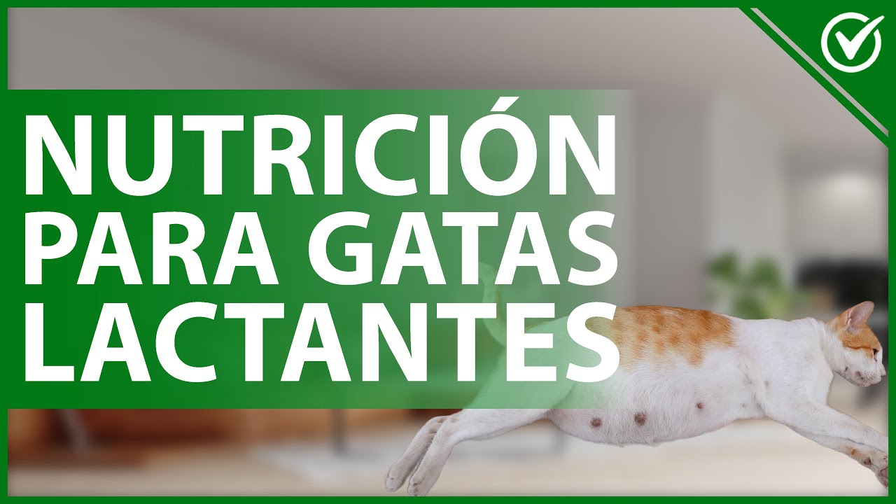 Alimentación adecuada: Comida para gatas en lactancia