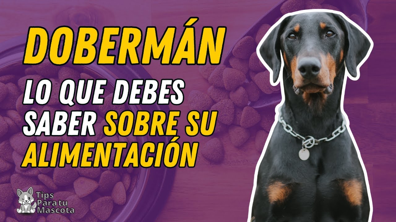 Alimentación doberman adulto: Cantidad de comida necesaria