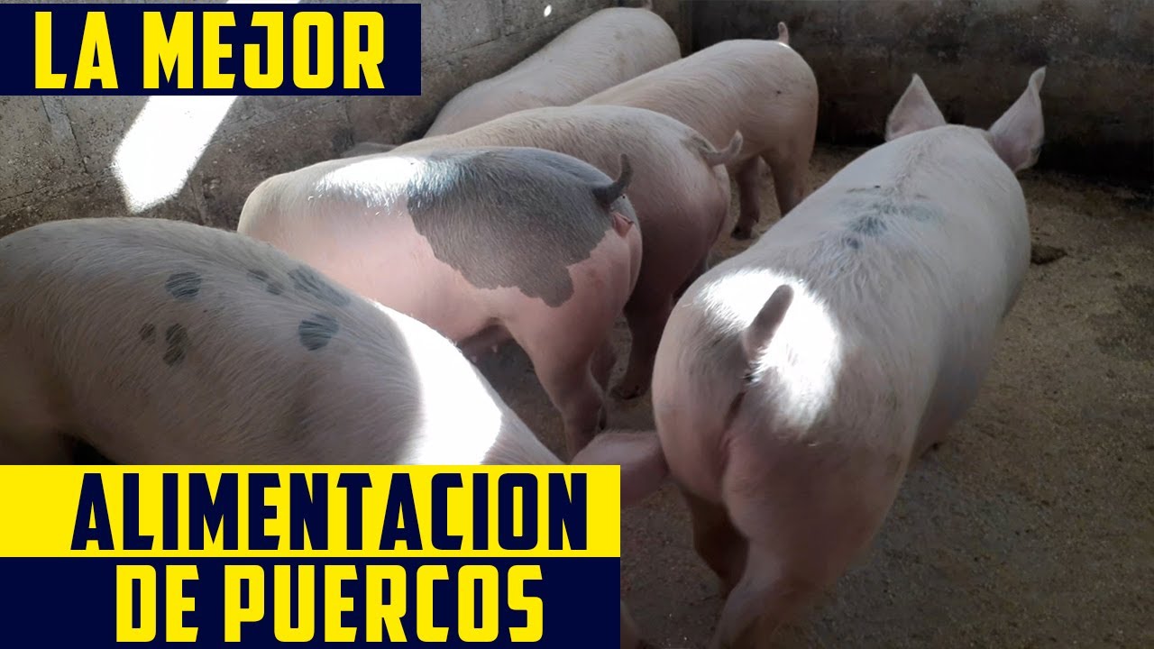 Alimentación para cerdos: Comida de engorde