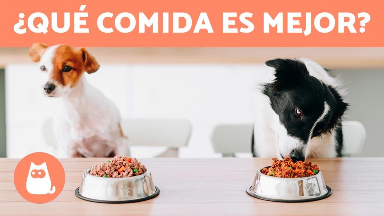 Alimentación saludable: Comida de dieta para perros