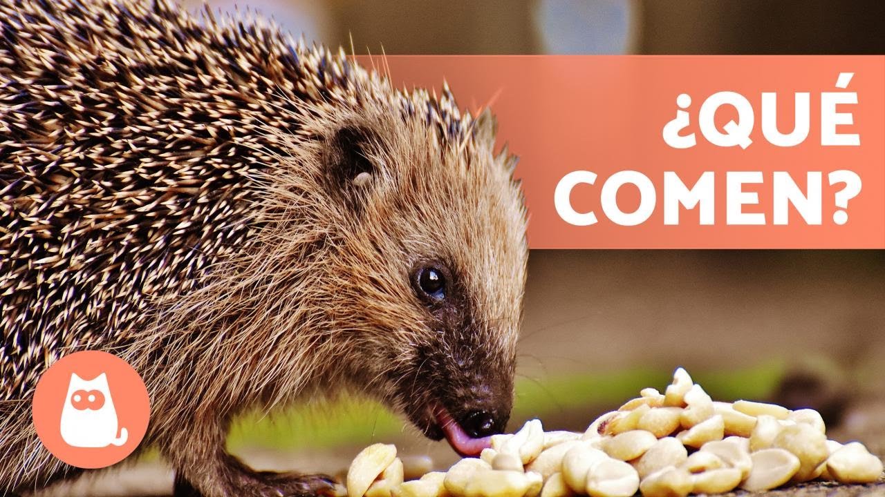 Alimentando a tu erizo de tierra: la comida Mazuri que necesitas
