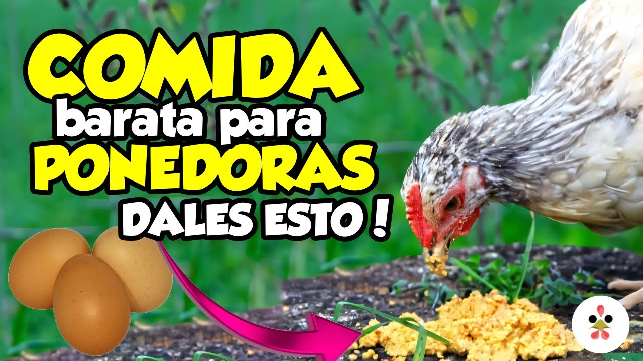 Alimentando a tus gallinas con restos de comida