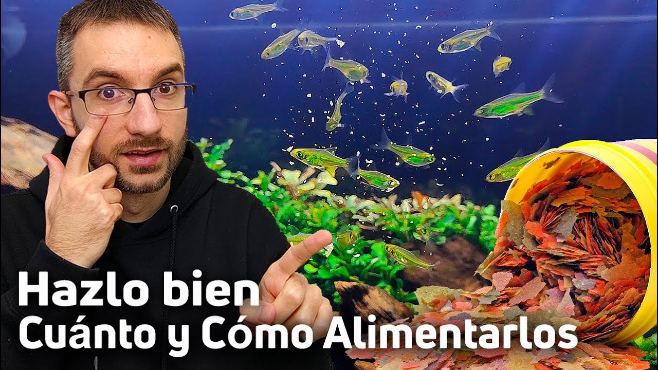 Alimentando a tus ranas de acuario: Consejos sobre comida adecuada