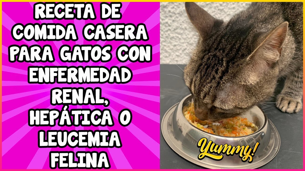 Alimentos especiales: Comida para gatos con leucemia