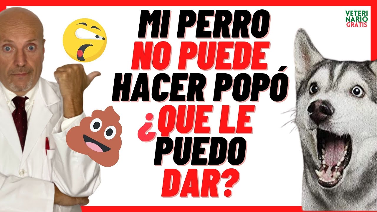 Alimentos especiales para perros con estreñimiento