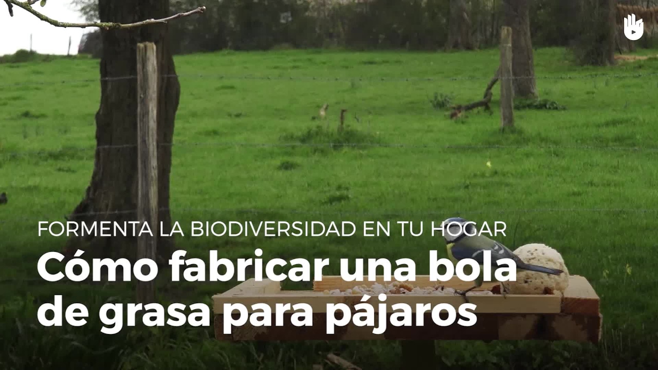 Bolas de comida para pájaros: alimenta a tus amigos alados