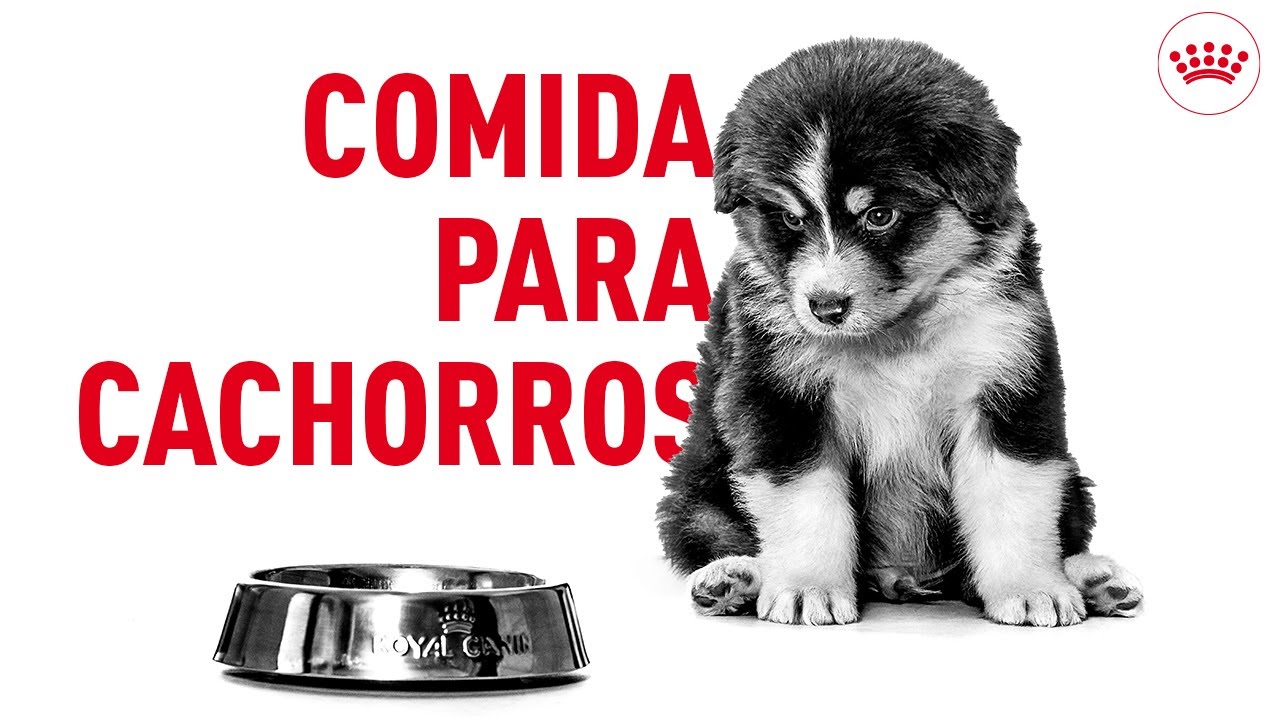 Cachorros de 4 meses: cantidad de comida recomendada