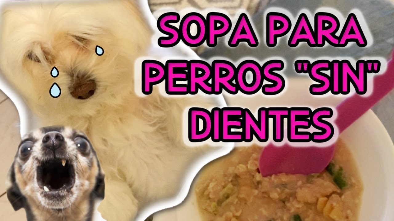 Comida Blanda para Perros Sin Dientes: Opción Nutritiva y Sabrosa