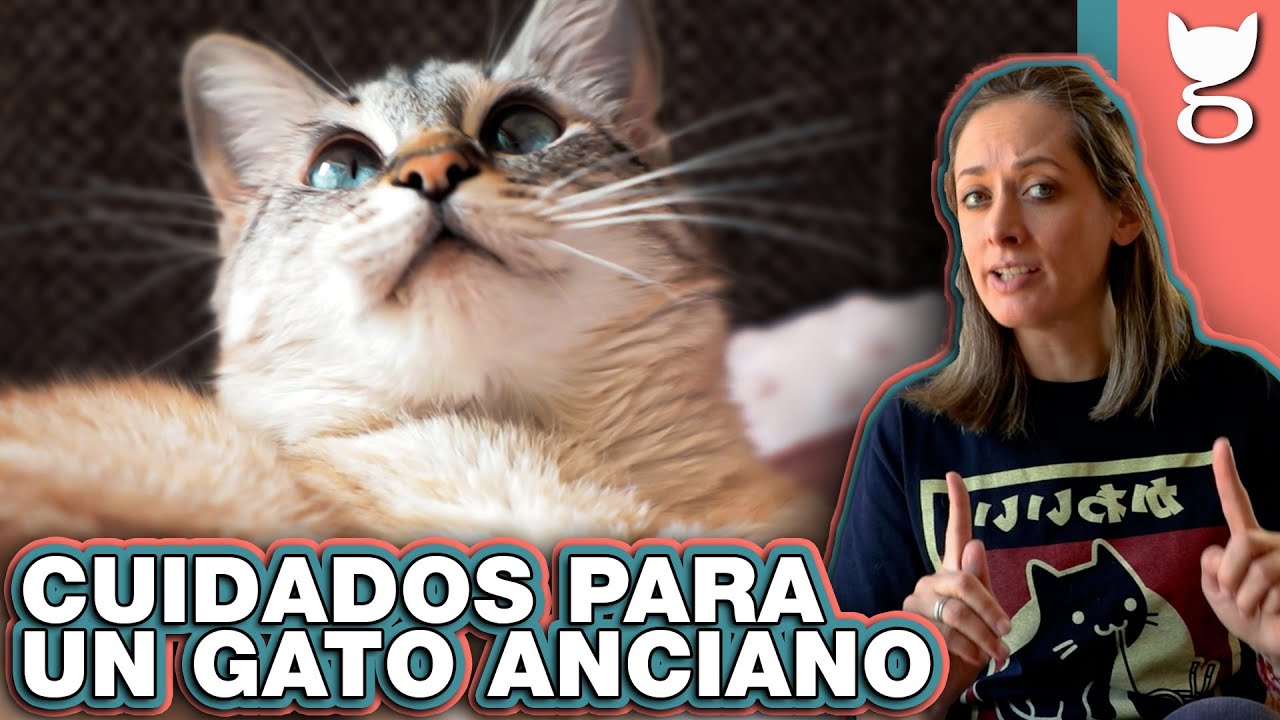 Comida Especial para Gatos Viejos: Cuidando la Salud de tu Mascota