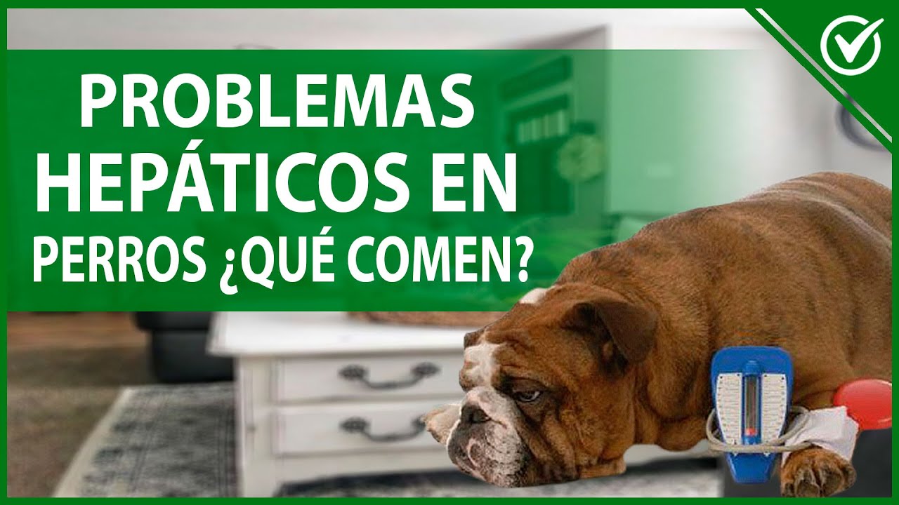 Comida especial para perros con problemas hepáticos