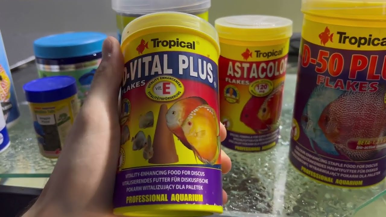 Conoce la mejor comida para tus peces disco