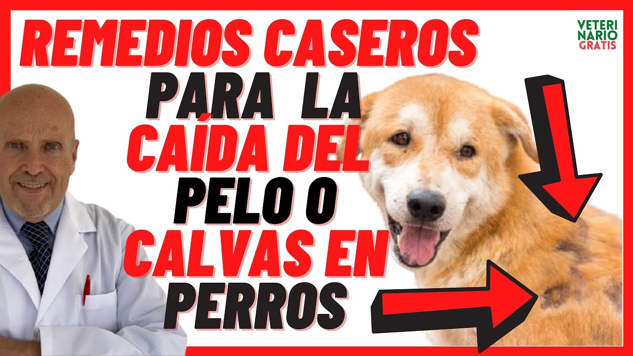 Consejos de comida para prevenir la caída del pelo en perros