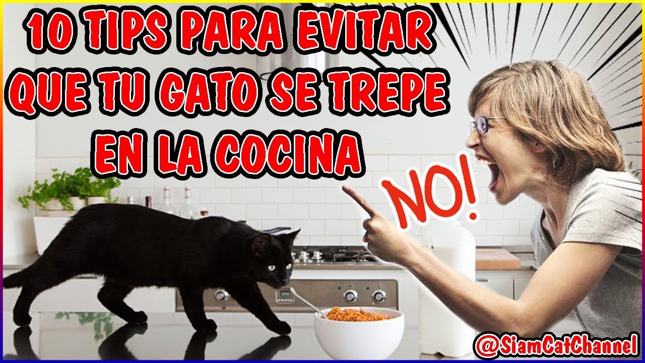 Consejos para evitar que tu gato robe comida de la mesa