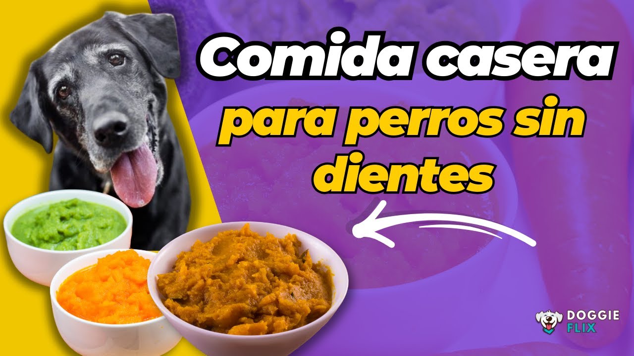 Deliciosa comida casera para perros sin dientes