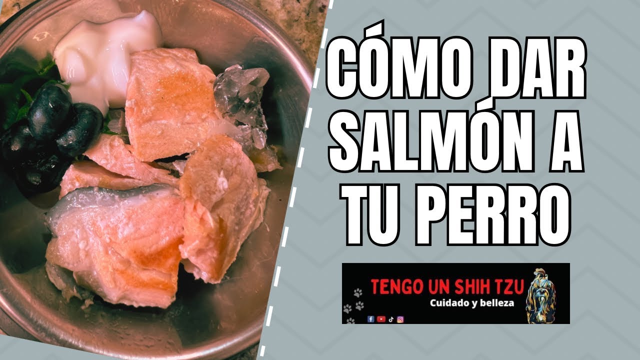 Deliciosa comida para perros a base de salmón