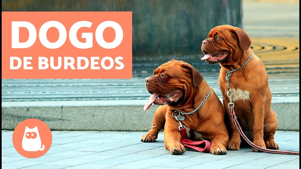 Deliciosa comida para tu Dogo de Burdeos