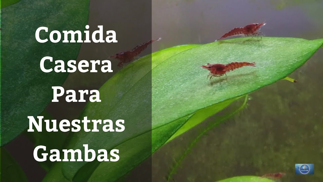 Deliciosas recetas de comida casera para gambas de acuario