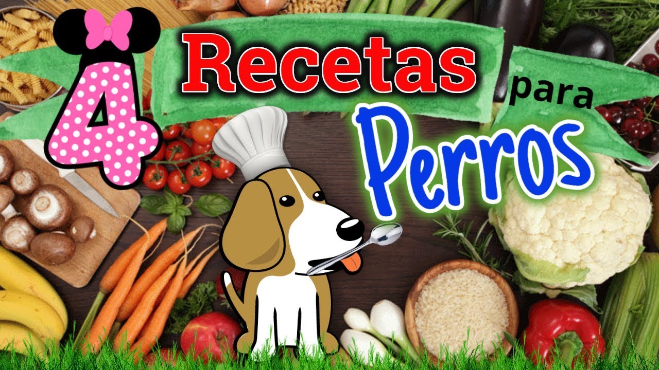 Deliciosas recetas de comida casera para tu caniche toy