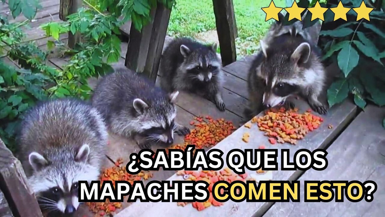Descubre cuál es la comida favorita de los mapaches