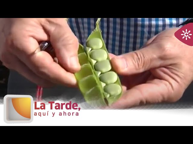 Descubre de dónde proviene la deliciosa comida de altramuces