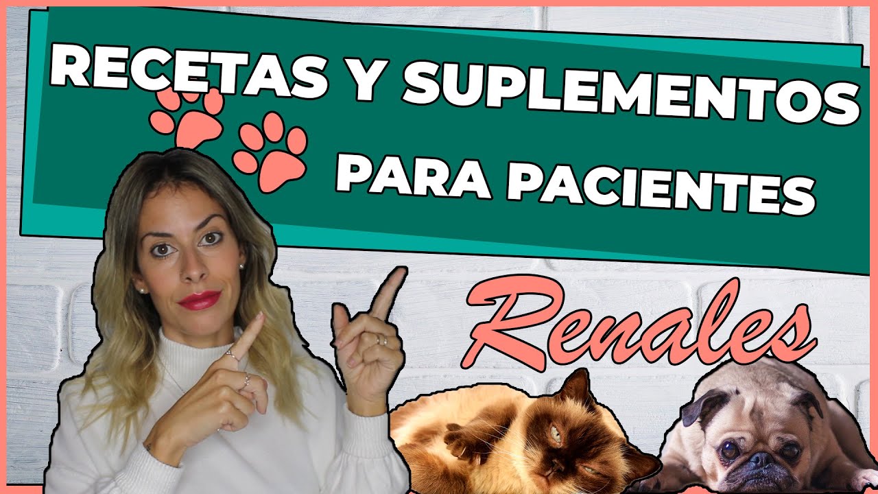 Dieta saludable para perros con insuficiencia renal