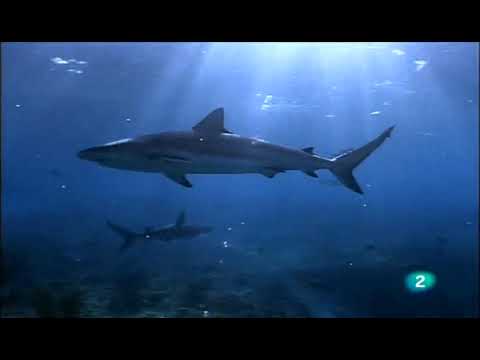 El festín submarino: descubre la comida favorita de los tiburones