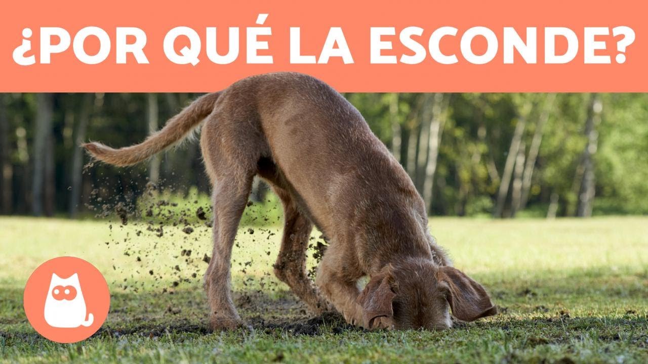 El misterio detrás de por qué mi perra esconde su comida
