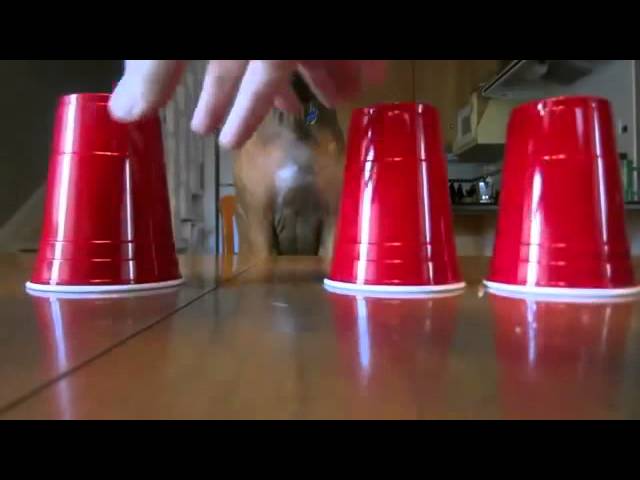 El perro que sabe dónde está la comida
