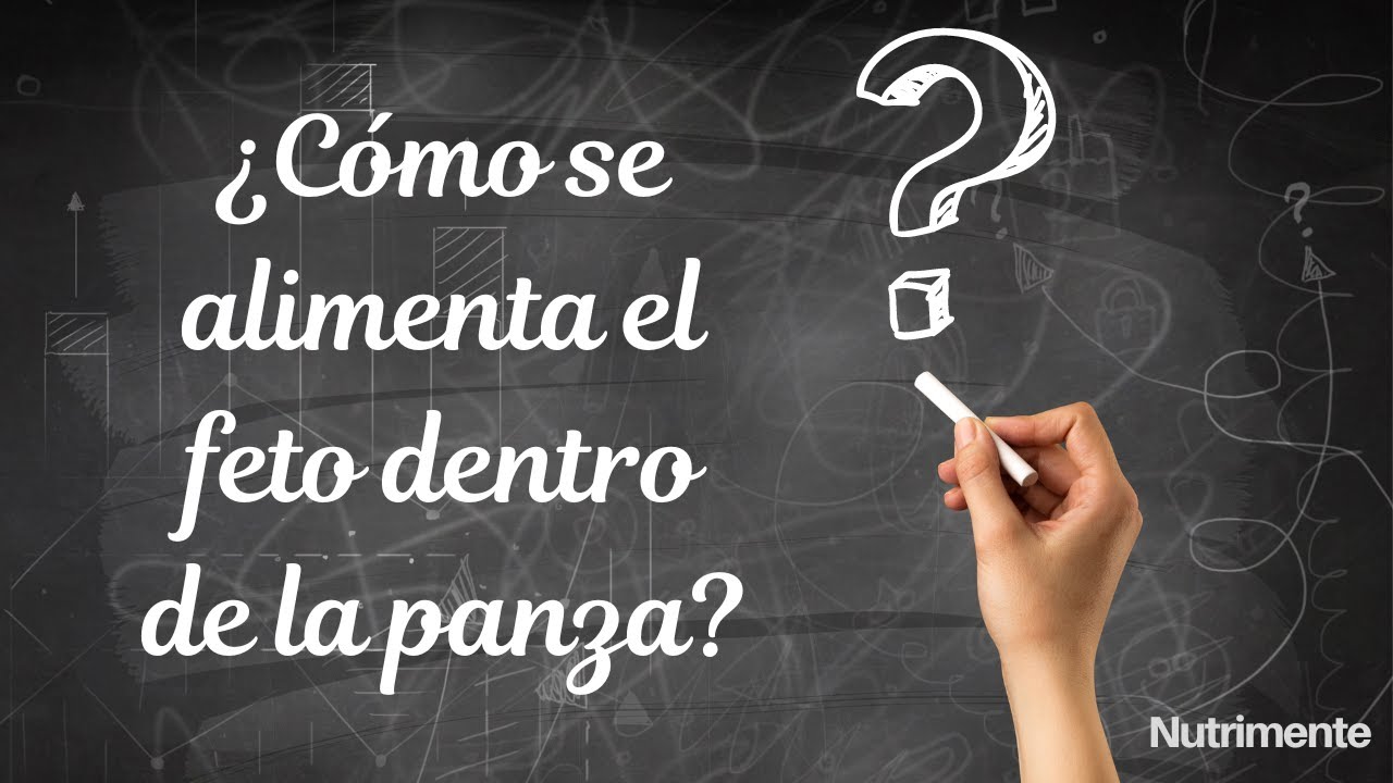 El tiempo de llegada de la comida al feto durante el embarazo