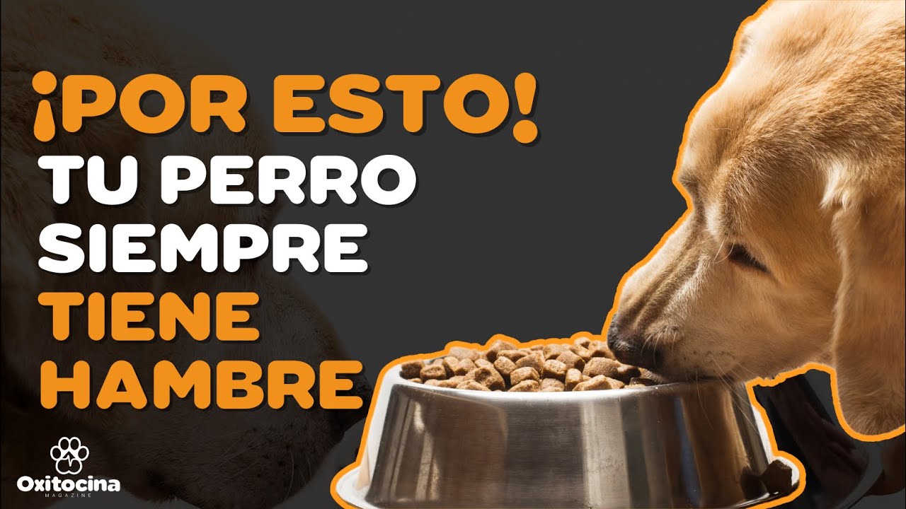 El voraz apetito de mi perro por la comida
