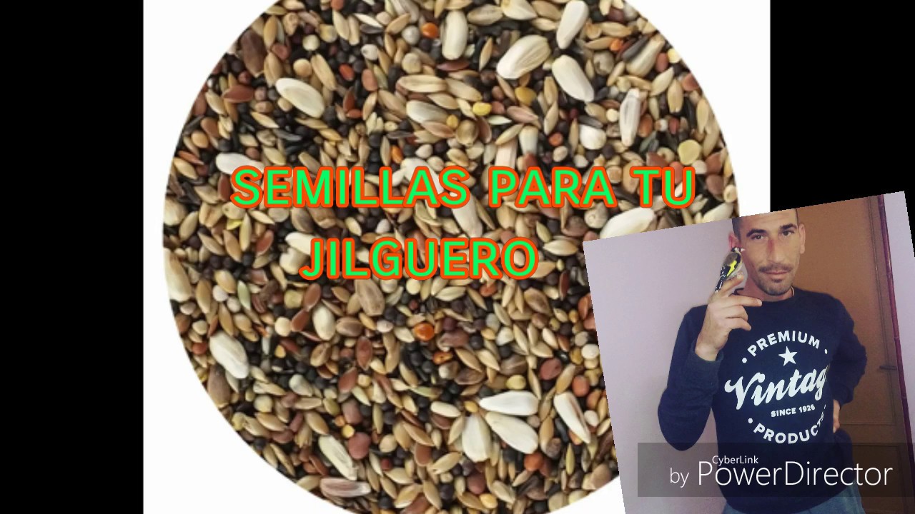 Importancia de la alimentación adecuada para jilgueros recién nacidos