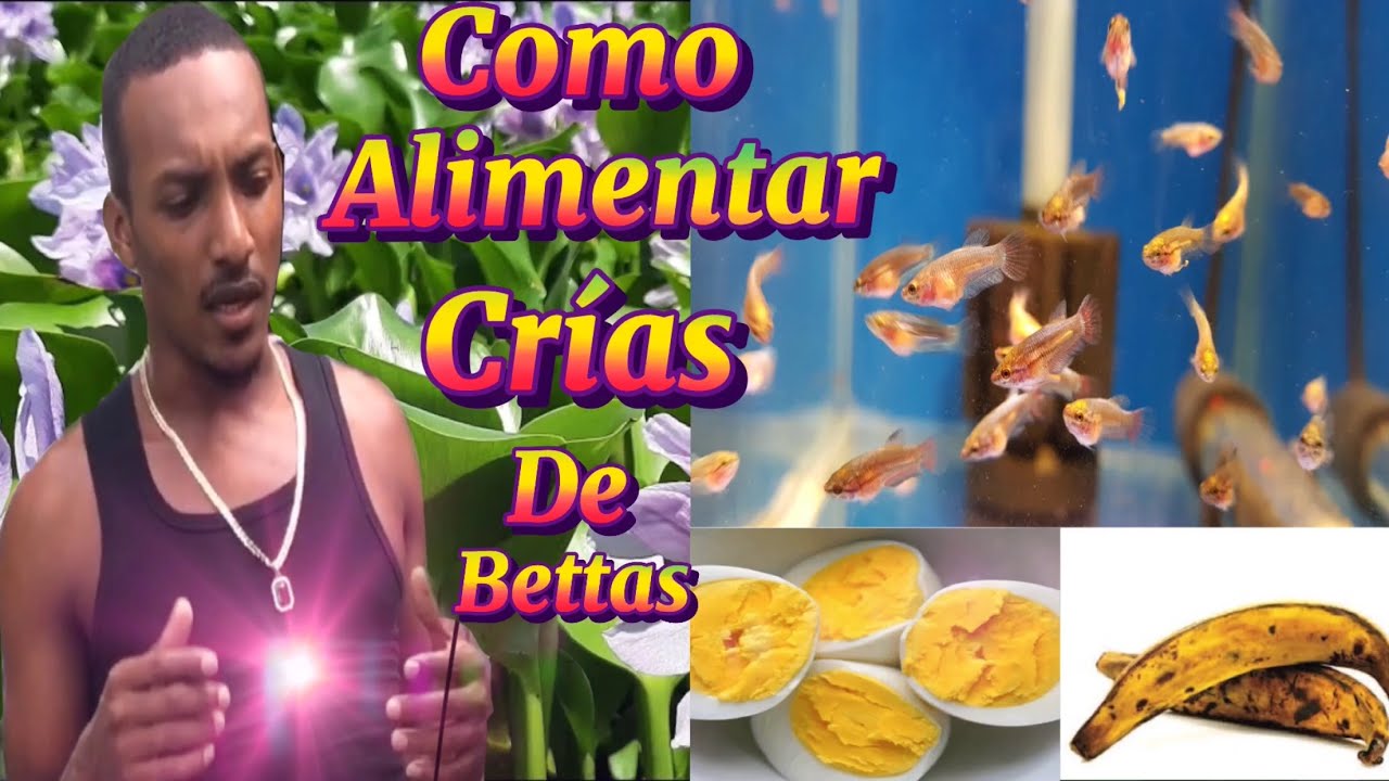 Importancia de la comida adecuada para tus crias de bettas