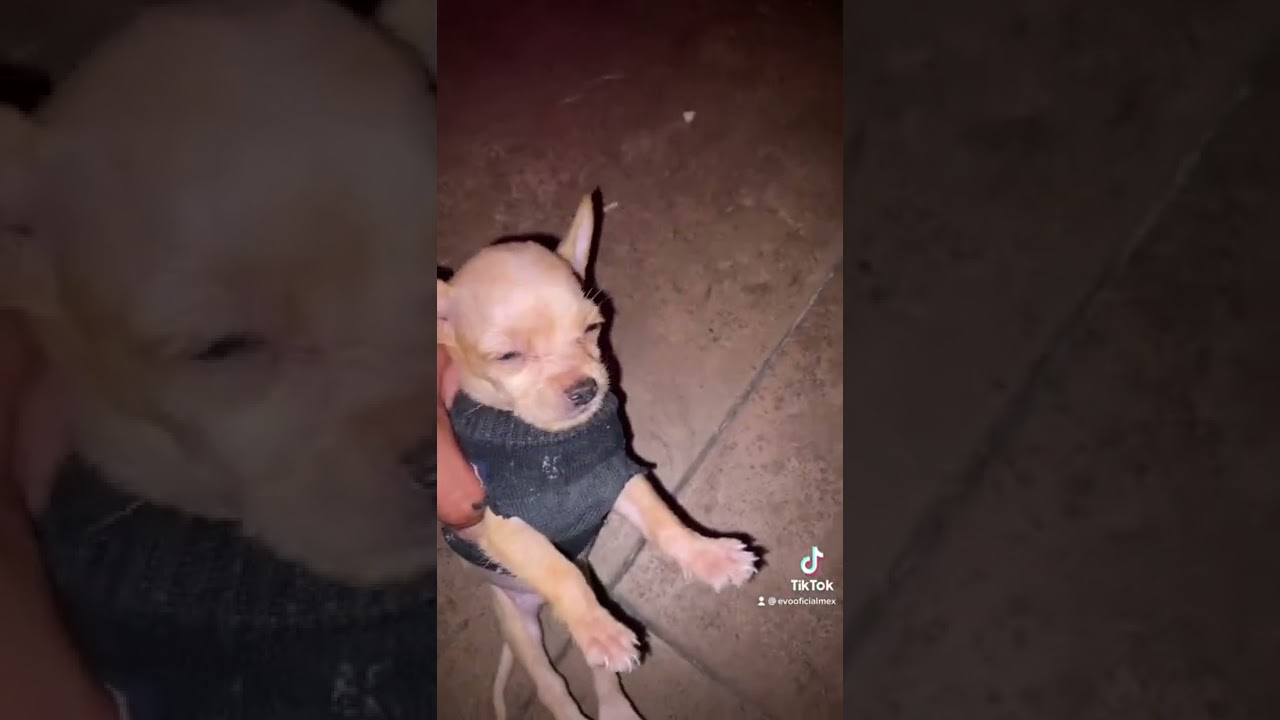 Jugando con la comida: las travesuras de mi perro