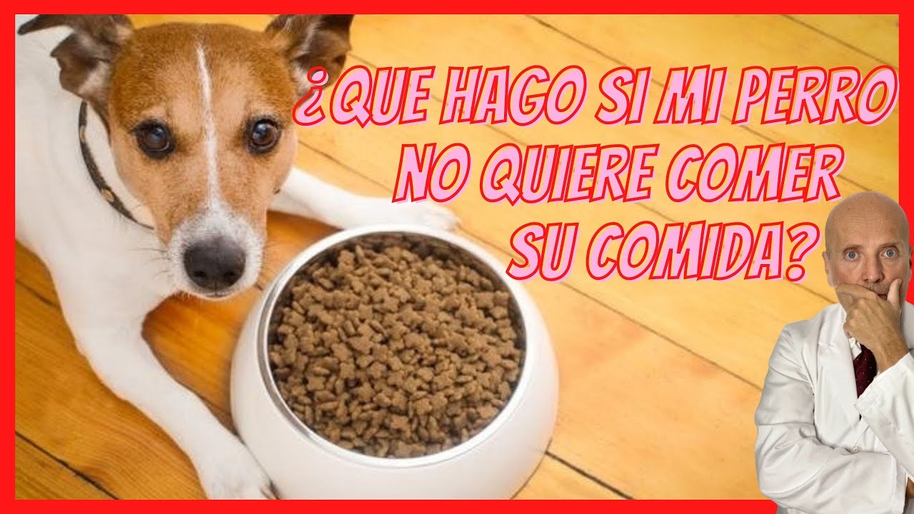 La alimentación de tu mascota: mi perro me trae su comida
