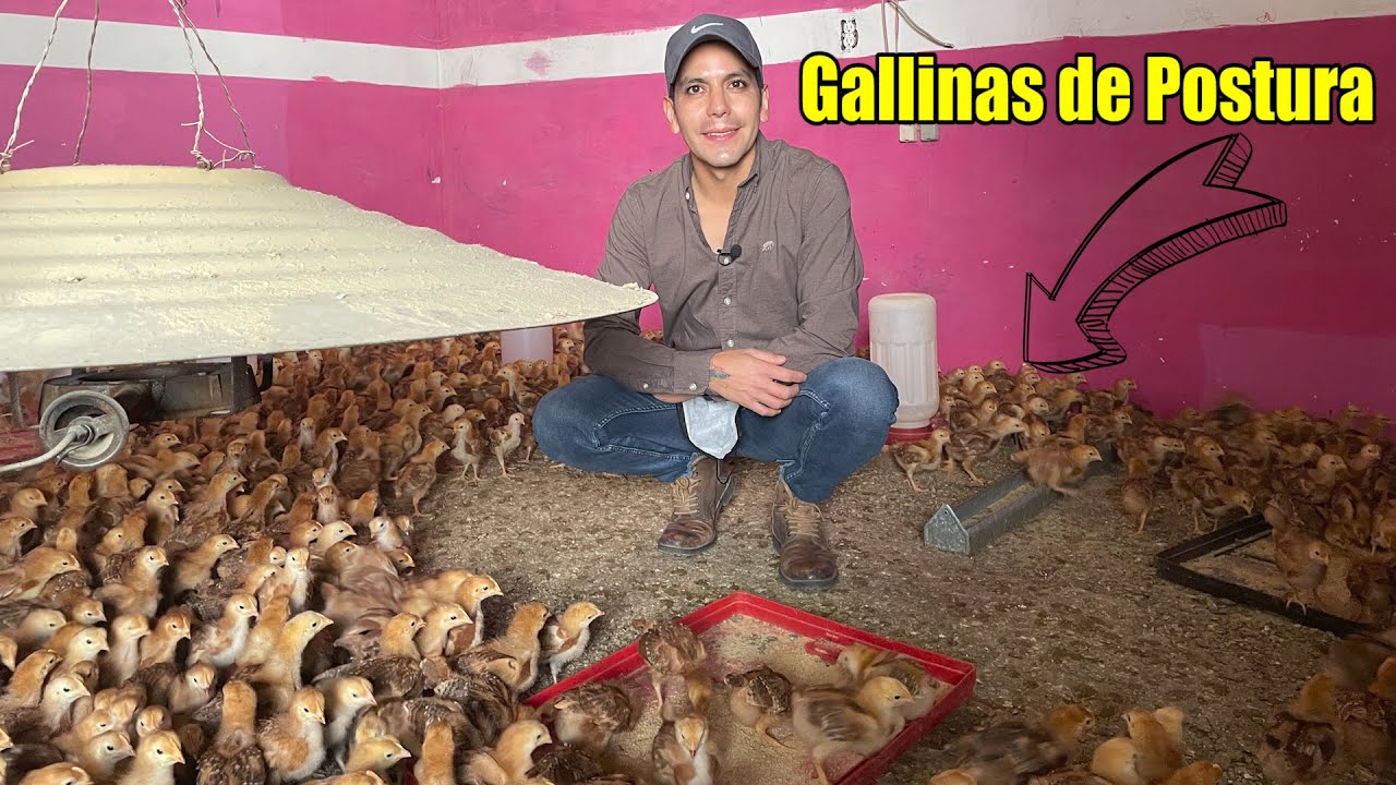 La clave para una buena producción de huevos en gallinas ponedoras