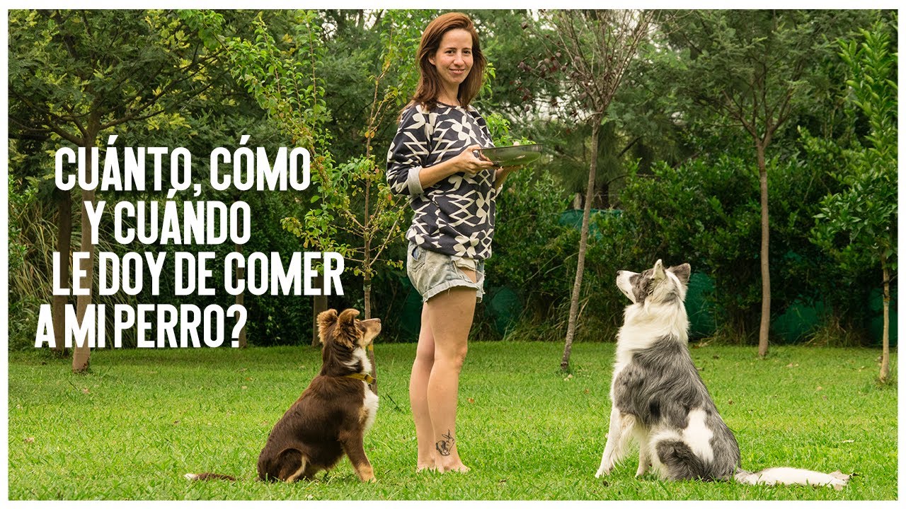 La mejor dieta para tu Border Collie: descubre su comida ideal