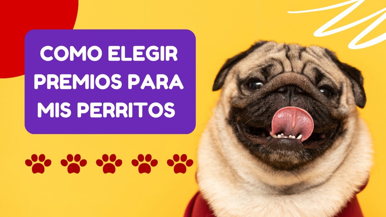 Los mejores premios de comida para perros