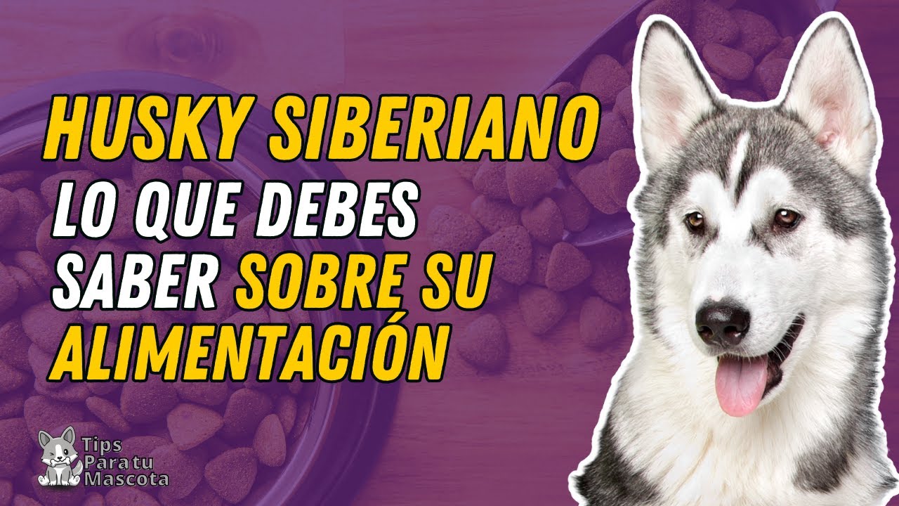 Mejor comida para husky de 1 año