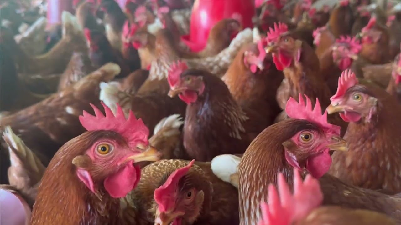 Mejora la producción de huevos con la comida adecuada para gallinas