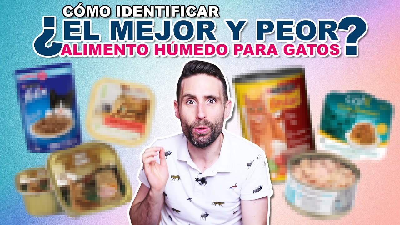 Pienso para gatos: la mejor comida húmeda para tu mascota
