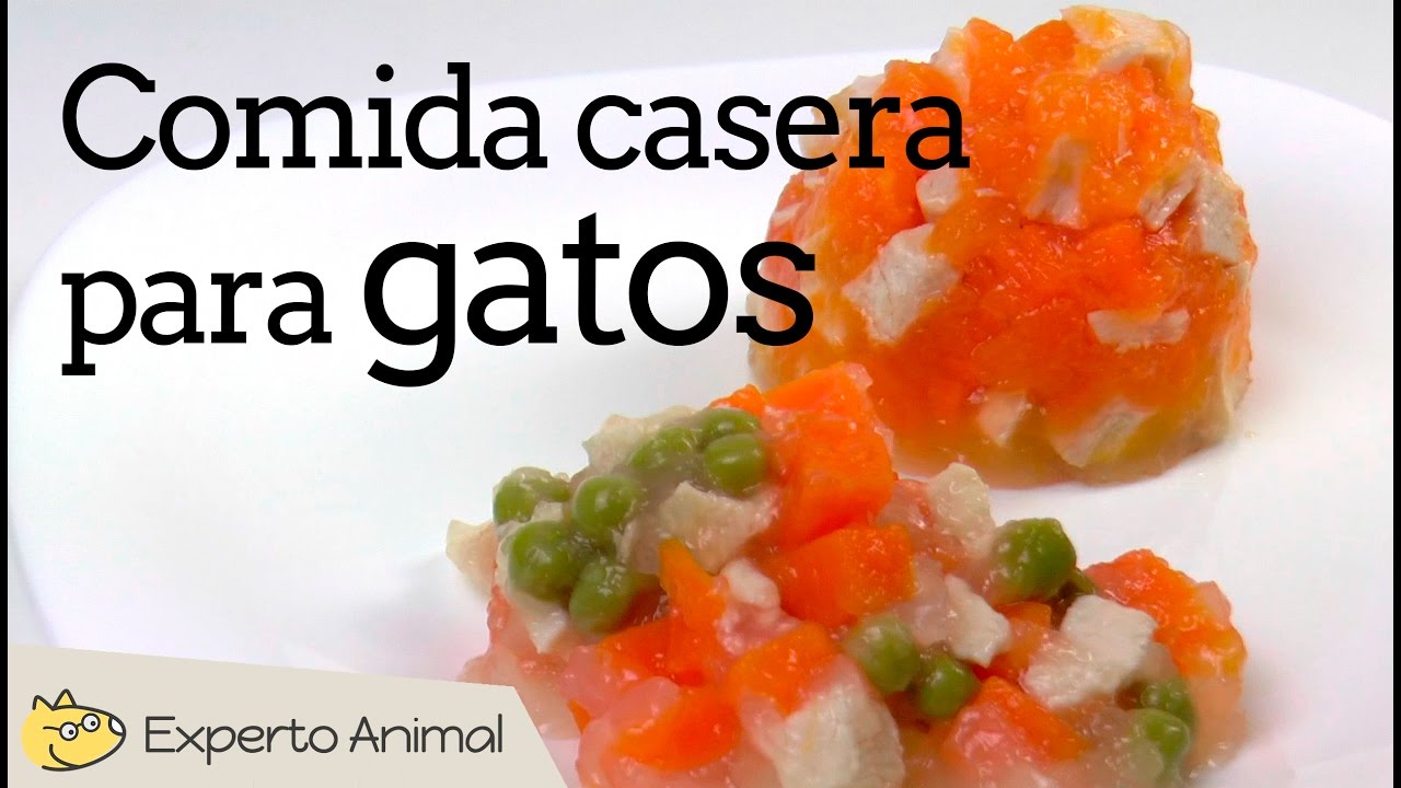 Prepara comida húmeda casera para gatos con estos sencillos pasos