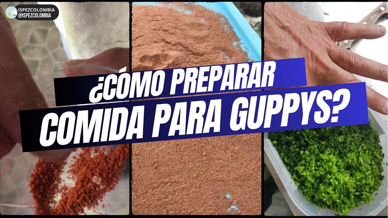 Preparación de comida casera para peces guppys