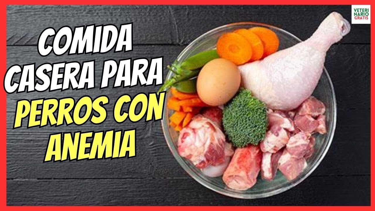 Recetas de comida casera para perros con anemia
