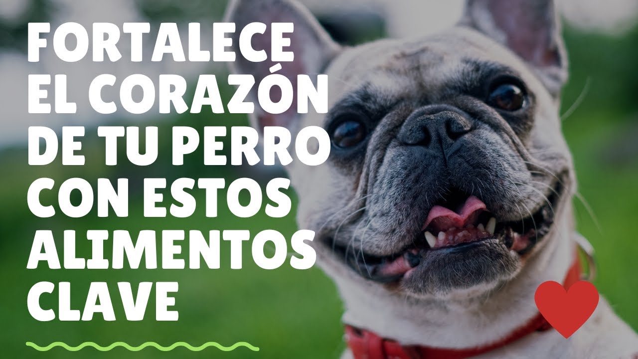 Recetas saludables para perros con problemas de corazón