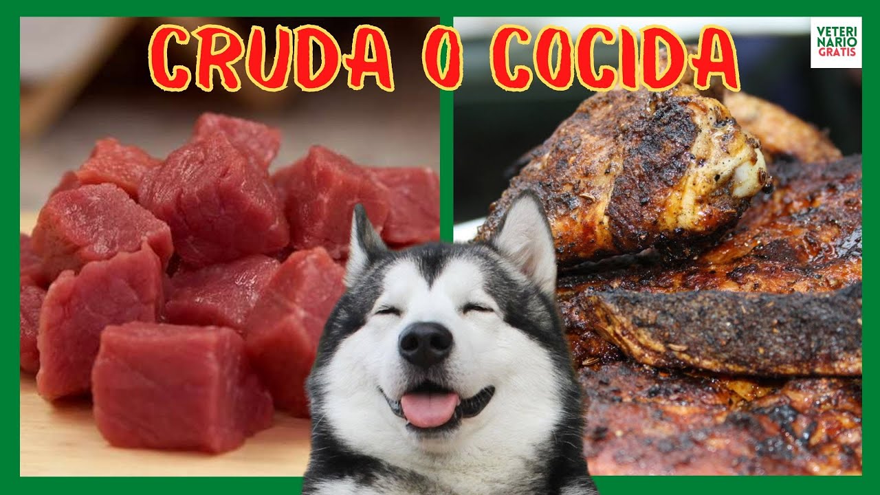 Alimenta a tu perro con comida de calidad: carne cruda para perros